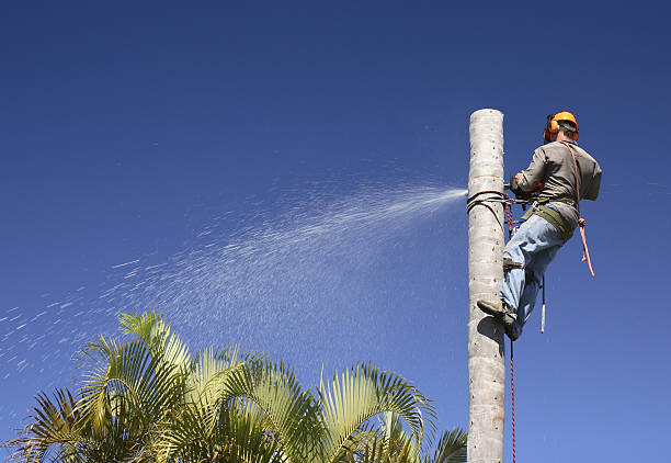 Best Utility Line Clearance  in West Glendive, MT