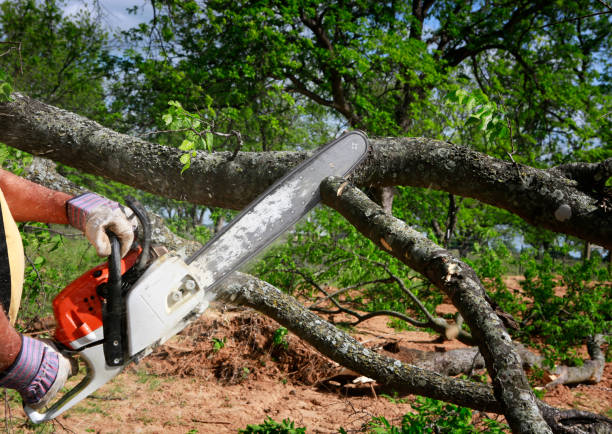 Best Tree Trimming and Pruning  in West Glendive, MT